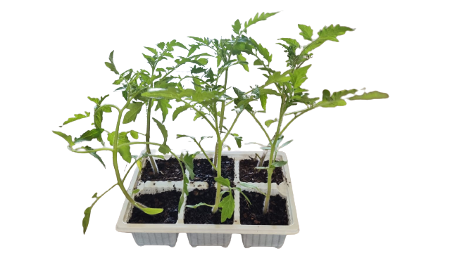 Tomato Oxheart 6 Pack Seedling Tray