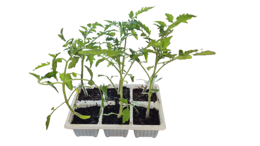 Tomato Oxheart 6 Pack Seedling Tray