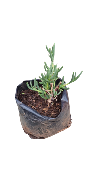 Vygies 3L Various colors