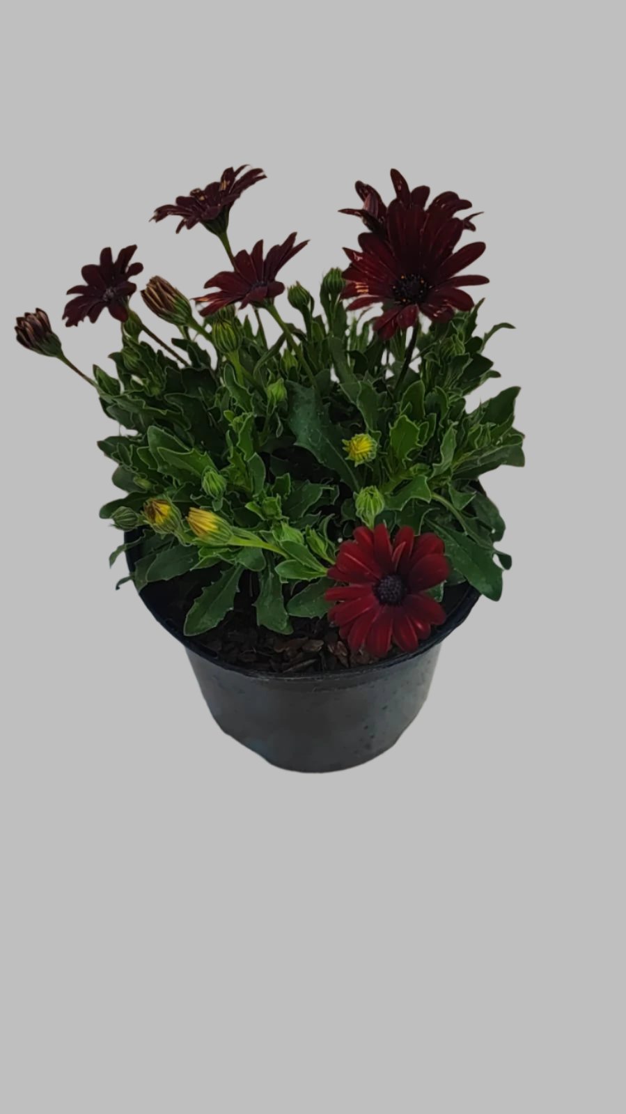 Osteo Seren 'Red' (PP) 17cm