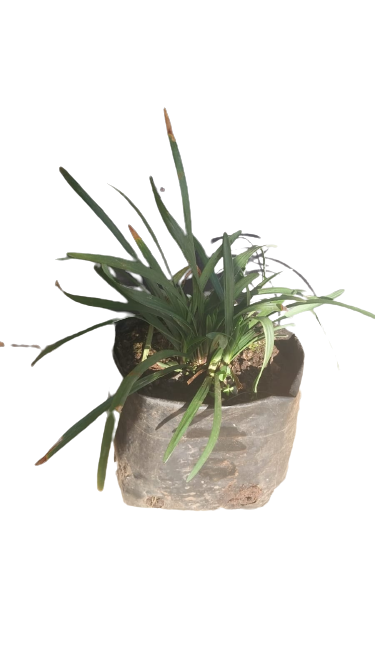 Liriope Green 3L
