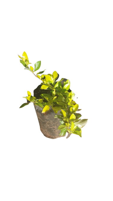 Duranta (Chinese Gold) 1.5L
