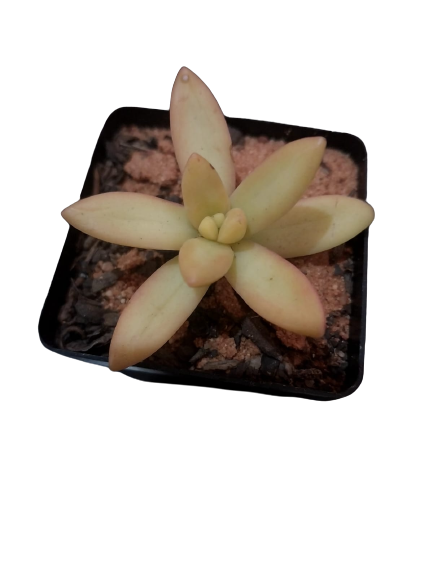 Assorted Mini Pots (5 cm) Filled With Various Succulents (Sold Separately)