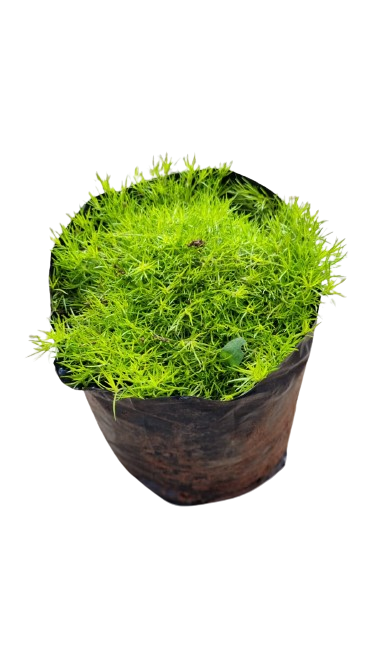 Scotch Moss (Yellow Moss) - 1.5L