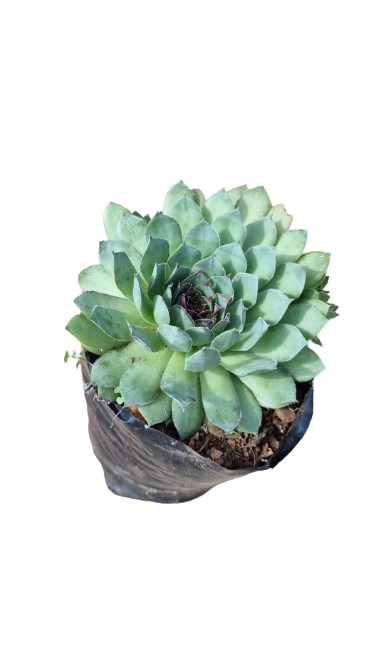 Echeveria Green - Various