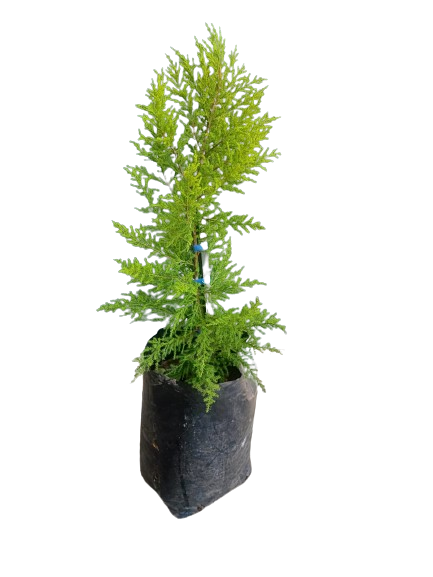 Cupressus Macro Gold Crest 10L