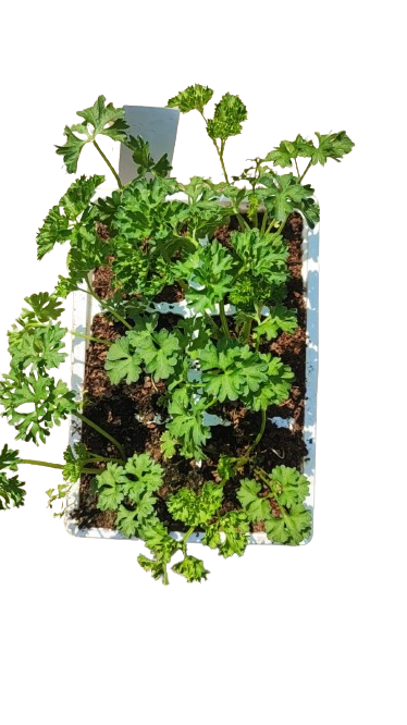 Parsley Curled Leaf 6 Pack seedling mix