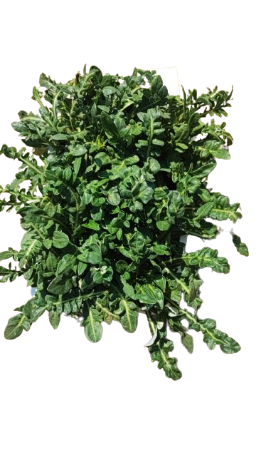 Gazania 6 Pack Seedling Tray