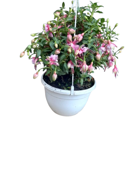 Fuchsia Bella Various Hanging Basket
