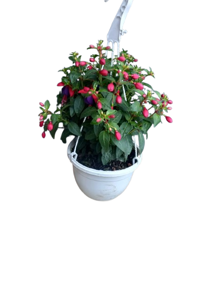 Fuchsia Bella Various Hanging Basket