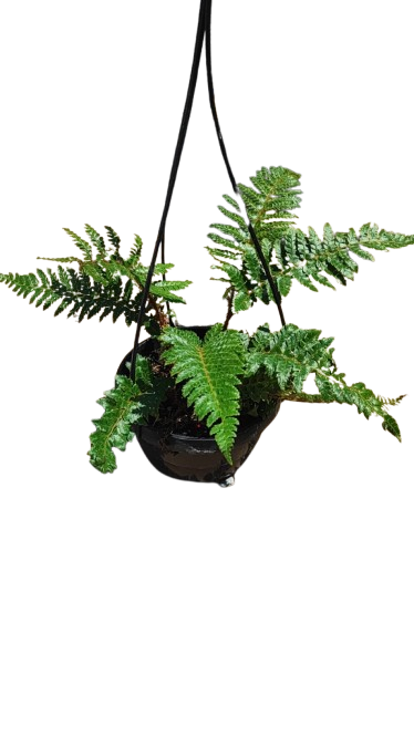 Polystichum Polyblepharum 16cm HB