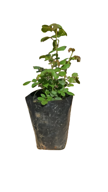 Street Paradise Rose 5L