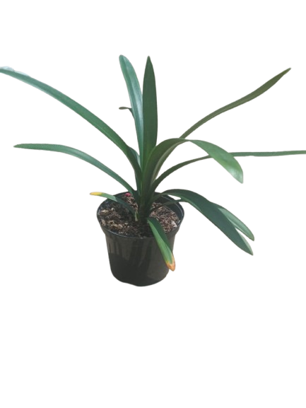 Yellow Clivia 19cm