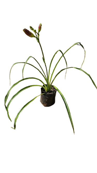 Day lily Assorted 5L