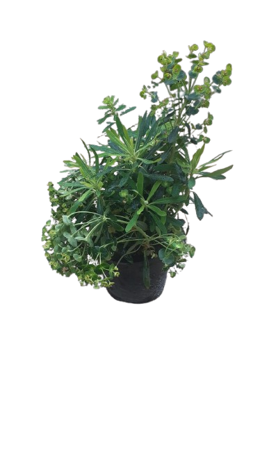 Euphorbia "Tiny Tim" 15cm