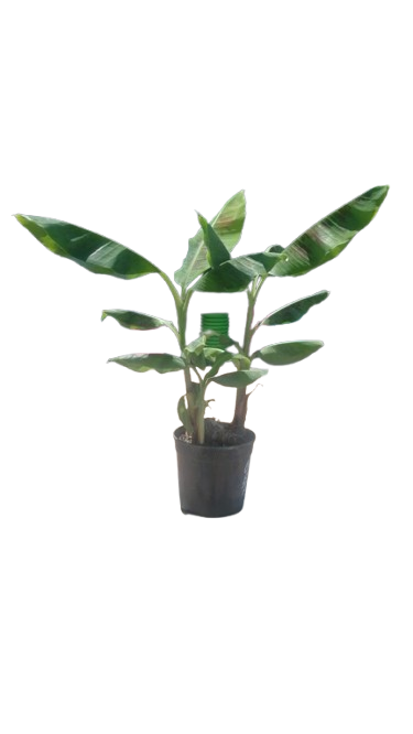 Banana 'Williams' 19cm