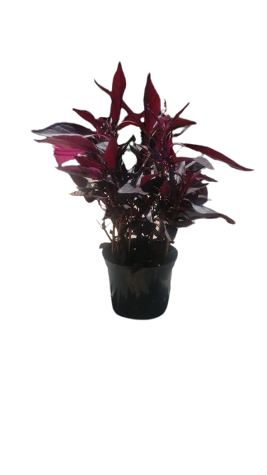 Iresine 'Lindenii' 15cm