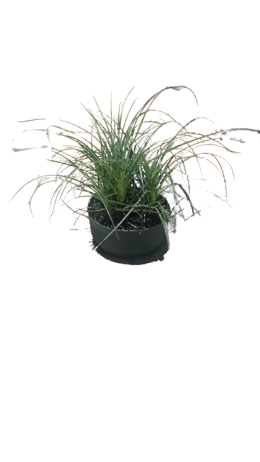 Nolina Recurvata Bonzai 20cm