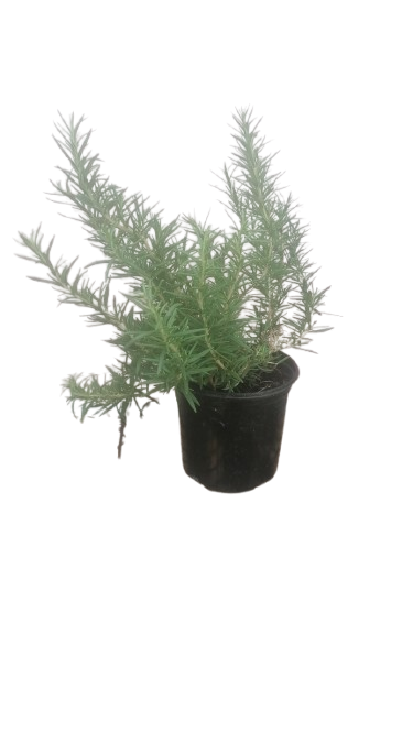 Rosemary Blue 15cm