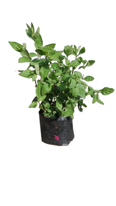 Otacanthus Caeruleus Blue Boy 4L