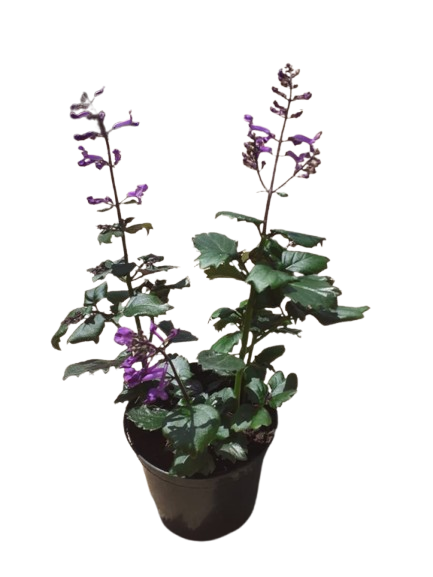 Plectranthus 'Magic Mona' Purple PBR 15cm