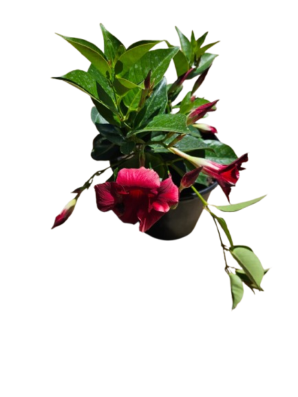Dipladenia Diamantina Jade Various 17cm