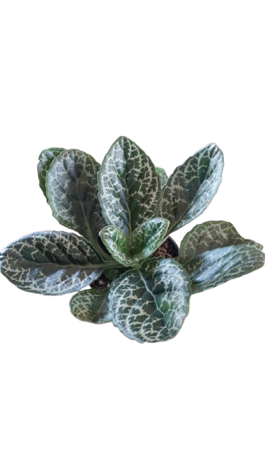Streptocarpus Turtle in Kraft Pot Cover 14cm