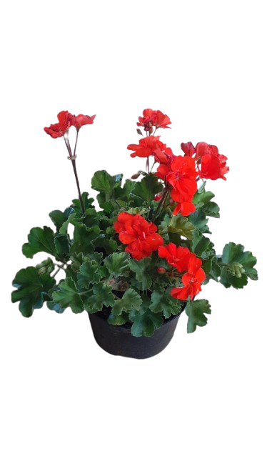 Pelargonium Turcana Orange 17cm