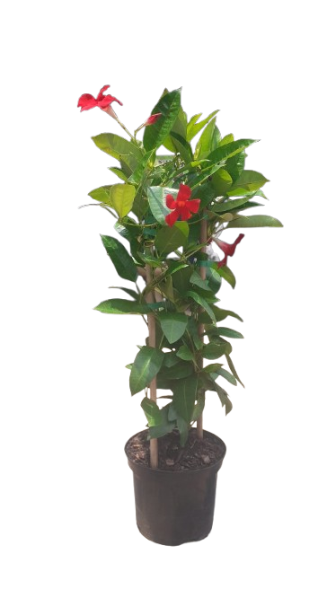 Dipladenia Diamantina XXL Various