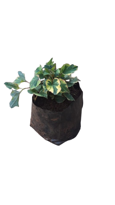 Houstonia 3L
