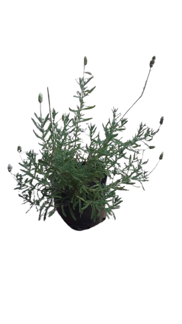 French Lavender 3L