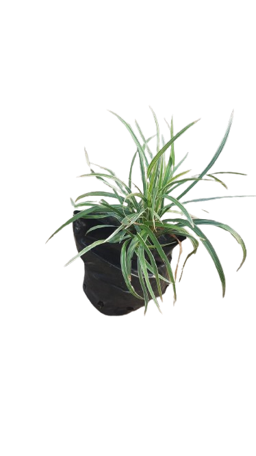 Ophiopogon Jaburan 'Vittatus'- 1.5l
