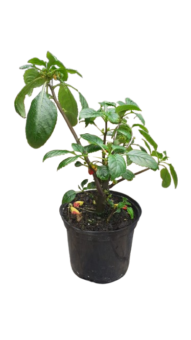 Impatiens 'Parrot Beak' - 15cm