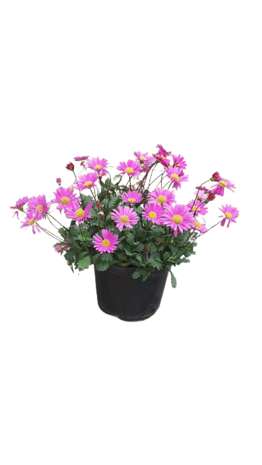 Brachyscome "Fresco Candy" 15cm
