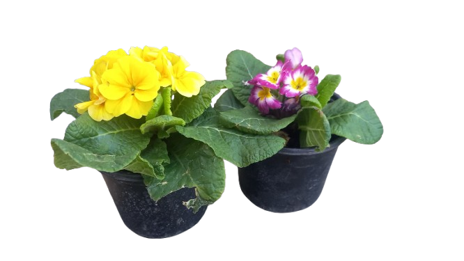Primula Acaulis Bonneli 12cm