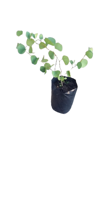 Bauhinia Galpini (Pride of De Kaap) 5L
