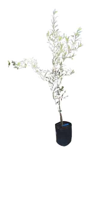 Olive "Arbequina" Various Sizes