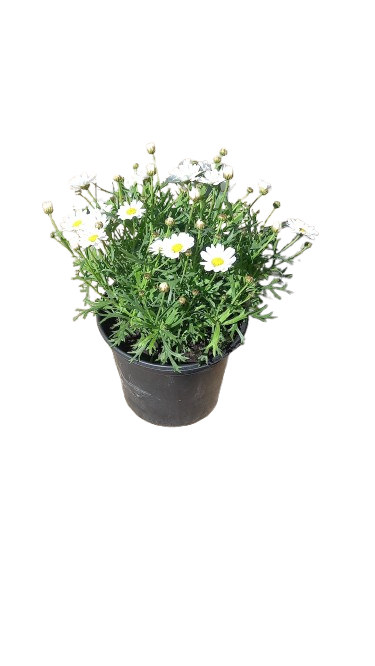Argyranthemum Assorted 17cm