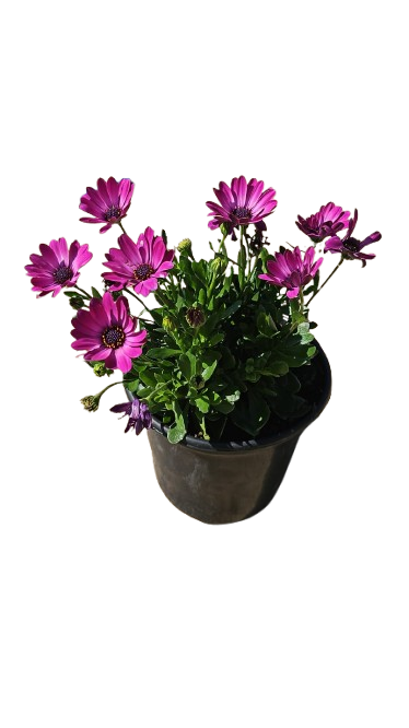 Osteospermum Ostica - 17CM - Assorted