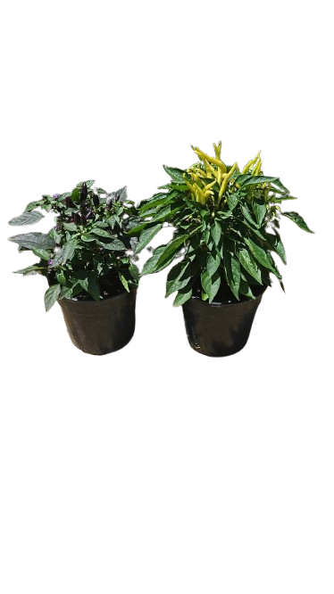 Capsicum Ornamental Mix 14cm