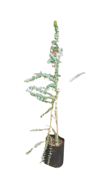 Eucalyptus Pulverulenta Baby Blue Bouque 10L