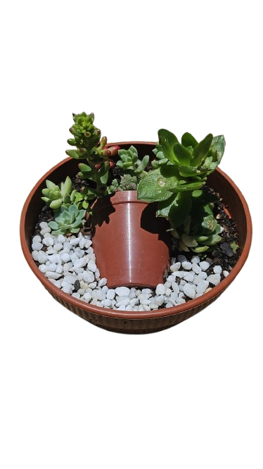 Plastic Mix Succulent Bowl