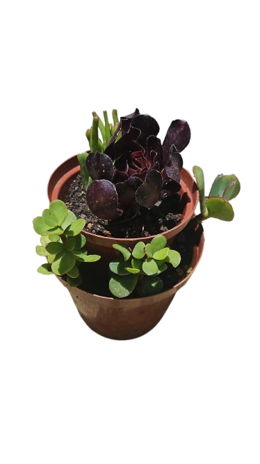 Double Mix Succulent Pot