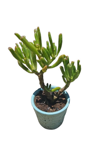 Colourfull Ceramic Pot Small