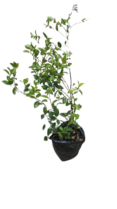 Star Jasmine 10L (Unstaked)