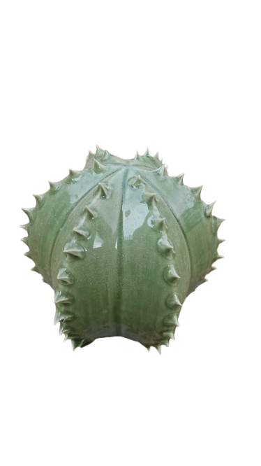 Ceramic Cactus Decoration