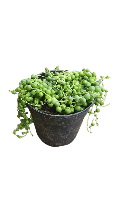 String Of Pearls 12cm