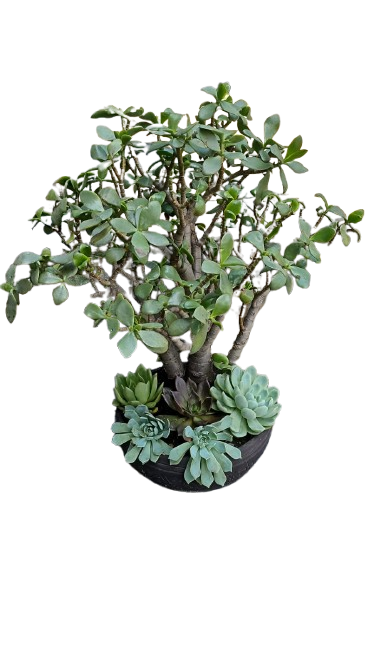 Crassula/Echeveria Combo Various Sizes