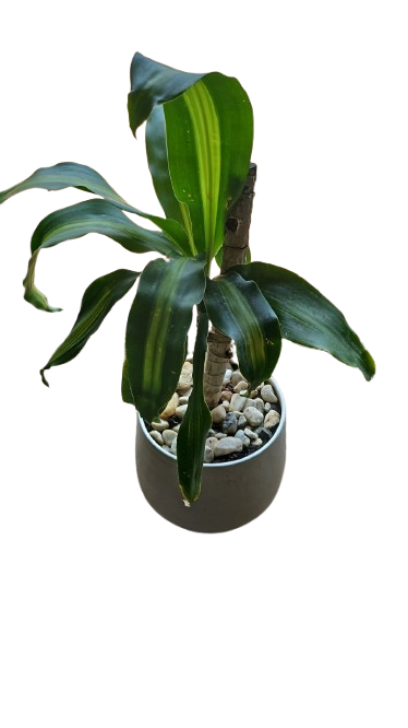Dracaena Massangeana In White Ceramic Pot 18cm