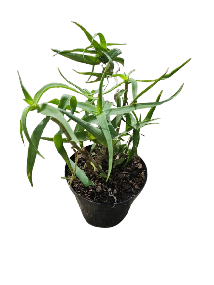 Aloe Aristata 15cm